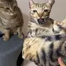 Серый табби с портретом кота / 40cm