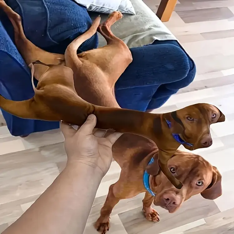 Персонализированная 3D-подушка с портретом питомца
