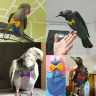 Подгузник для птиц с летным костюмом, регулируемый
