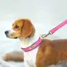 Кожаный поводок и ошейник для собак с гравировкой